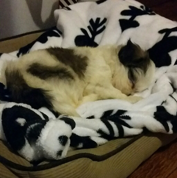 Meet your Posher, Cecilia - Picture 4 of 4