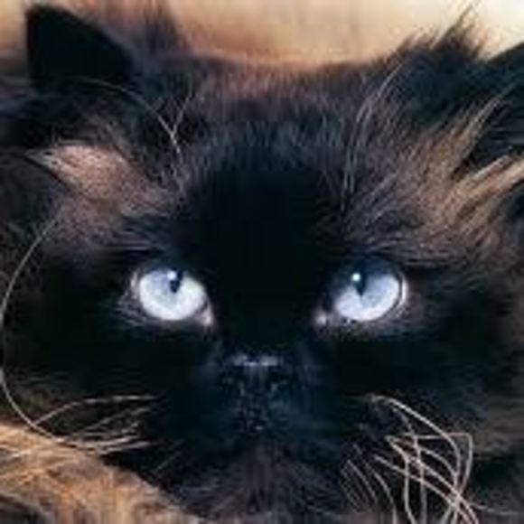 Meet your Posher, Lisa - Picture 1 of 1