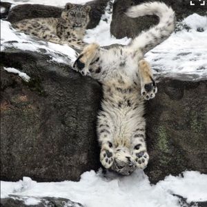 Meet your Posher, Mackenzie