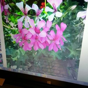 Meet your Posher, Pat