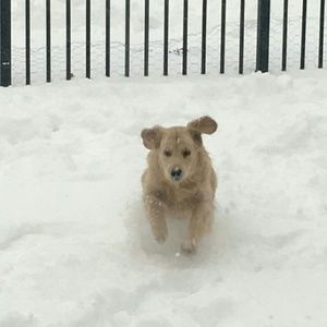 Meet your Posher, Virginia