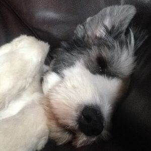 Meet your Posher, Sydney