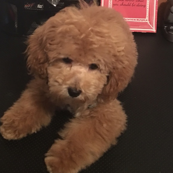 Poodle Milo - Picture 2 of 2