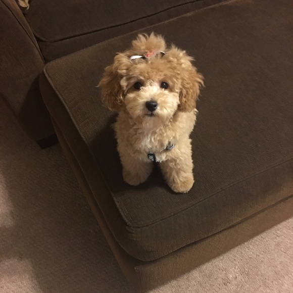 Poodle Milo - Picture 1 of 2