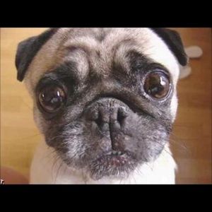 Meet your Posher, Mai