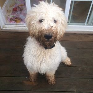 Meet your Posher, Ella