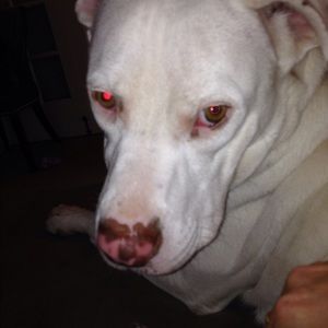 Meet your Posher, Pam