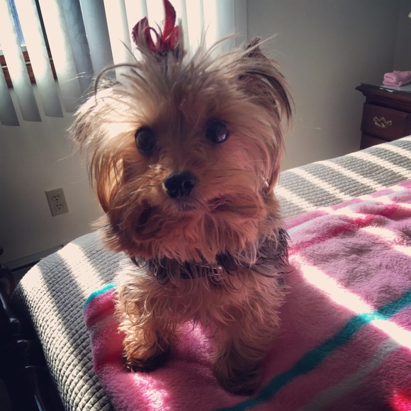 Meet your Posher, Rosa - Picture 1 of 1