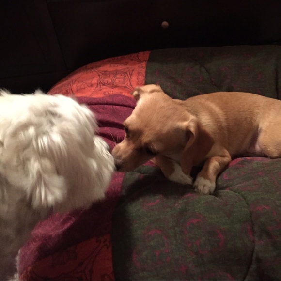 Ziggy the Maltese and Bella the Chihuahua!