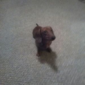 Meet your Posher, Robin