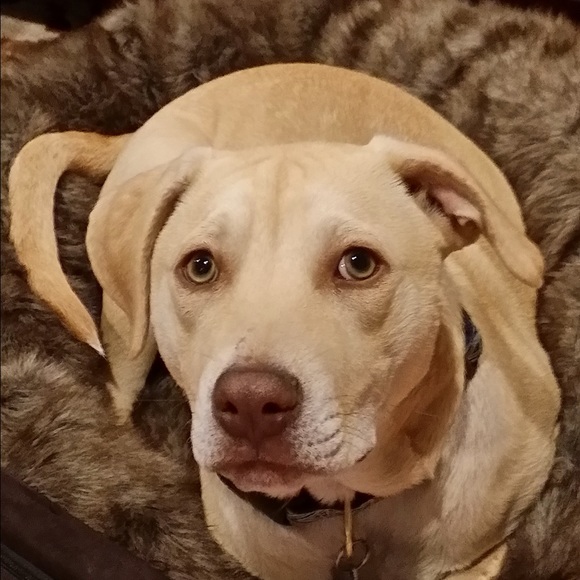 Meet your Posher, Tammy - Picture 2 of 4