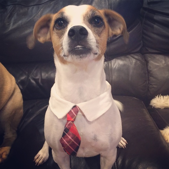 Meet your Posher, Tammy - Picture 3 of 4