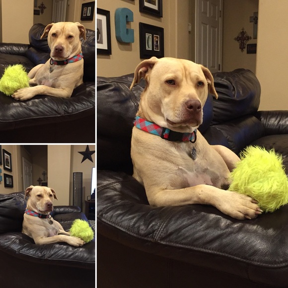 Meet your Posher, Tammy - Picture 4 of 4