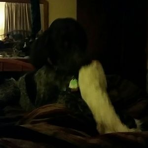 Meet your Posher, Ally