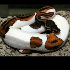 Meet your Posher, Mj