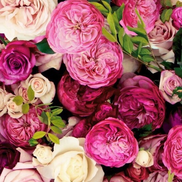 Meet your Posher, Connie - Picture 1 of 1