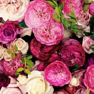 Meet your Posher, Connie