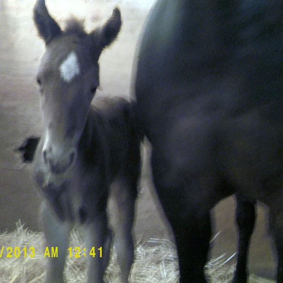 Meet your Posher, Robin