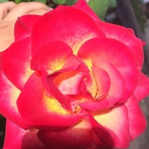 Meet your Posher, Ivy