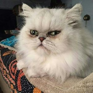 Meet your Posher, Logan