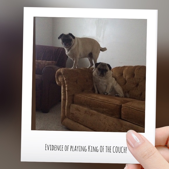 👑🐶 King of the Couch 🐶👑