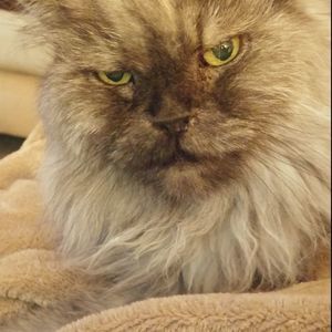 Meet your Posher, Sia