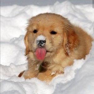 Meet your Posher, Dyan