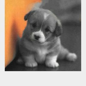 Meet your Posher, Luke