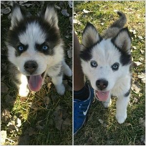 Meet your Posher, Gladys