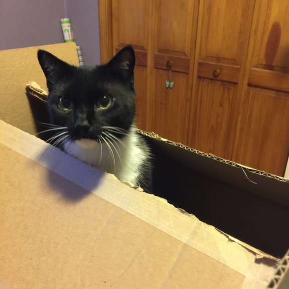 Meet your Posher, Kathy - Picture 3 of 4