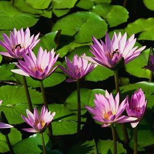 Meet your Posher, Lupe