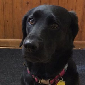 Meet your Posher, Jake