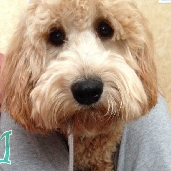 Meet your Posher, Yelena - Picture 1 of 1