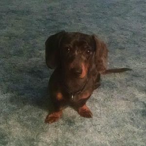 Meet your Posher, Roxanne