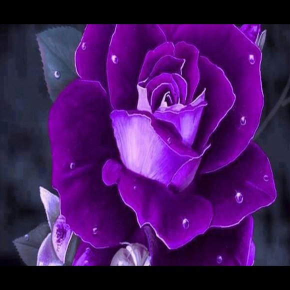 Meet your Posher, Betty