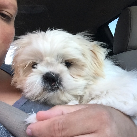 Meet your Posher, Gwen - Picture 1 of 1