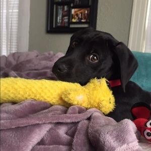 Meet your Posher, Logan