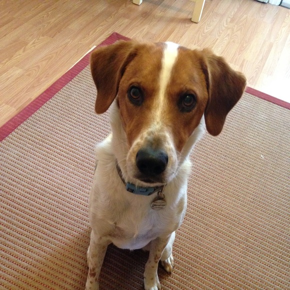 Meet your Posher, Ella - Picture 1 of 1