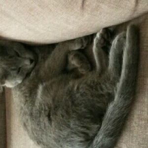 Meet your Posher, Alex