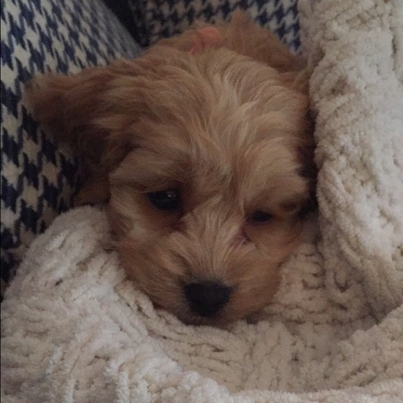 Meet your Posher, Isabelle