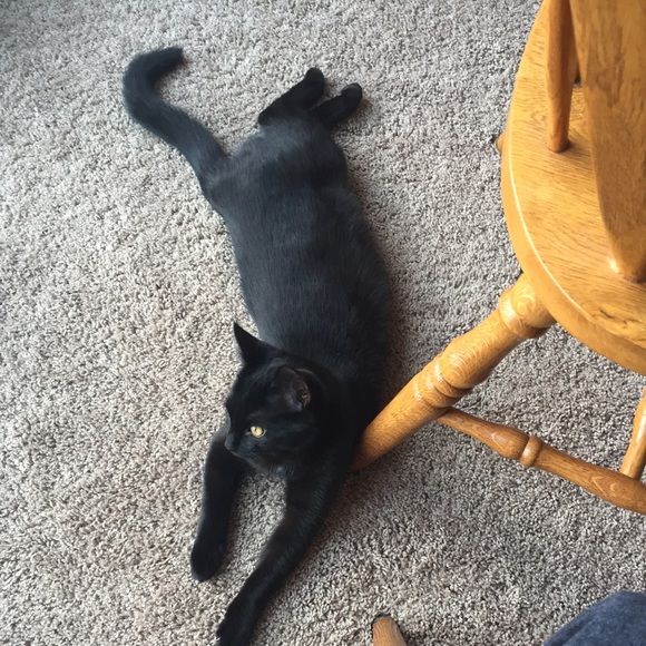 Meet your Posher, Madeline - Picture 1 of 1