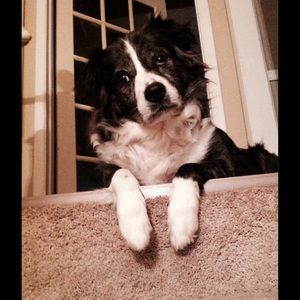 Meet your Posher, Riley