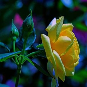 Meet your Posher, Rhonda