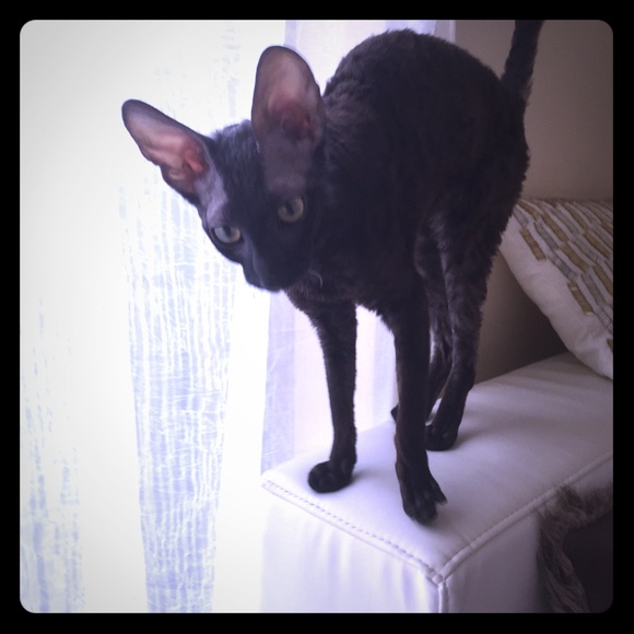 Not for sale! My girl Nadia wants to say hi!😻🙀😽