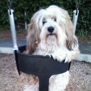 Meet your Posher, Buster