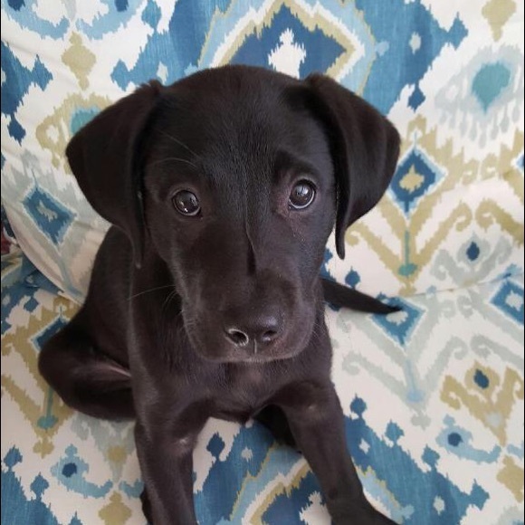 Meet your Posher, Morgan - Picture 3 of 3