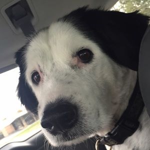 Meet your Posher, Abby