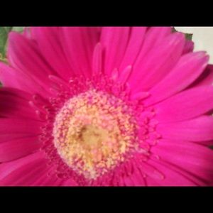 Meet your Posher, Danita