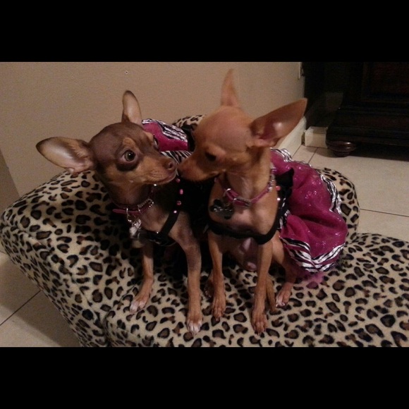Chloe and her sister Coco. (Not for sale) - Picture 1 of 3
