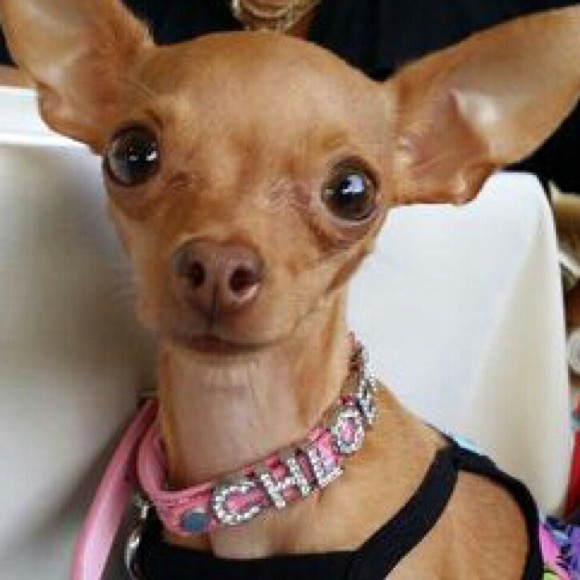 Chloe and her sister Coco. (Not for sale) - Picture 2 of 3